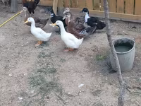 Ducks — photo 7