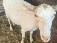 Коза, Saanen goat — фото 1