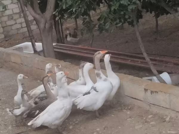 Geese — Azərbaycan