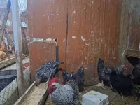 Chickens — foto 4