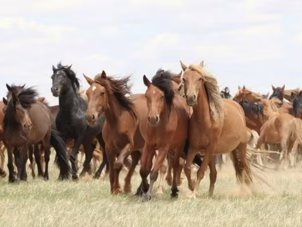 Madyan, Horse breed