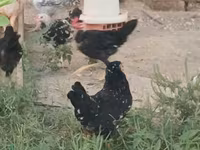 Chickens — 照片 7