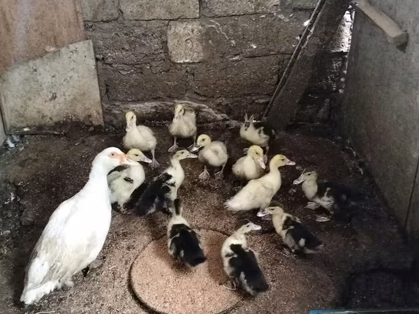 Ducks — Azerbaijan