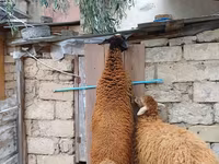Qoç, Blackheaded Persian sheep — foto 2