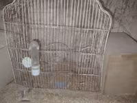 2 si 30 m zabrat 2 de yerləşir karella ücün qefes herşey üsdünde — photo 1