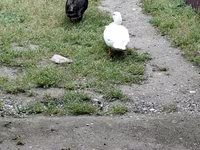 Ducks — photo 2