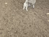 山羊（批次，未指定性别）, Goats — 照片 2
