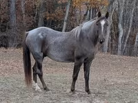 Horse (M), Palomino — photo 3