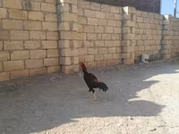 Chickens — foto 1