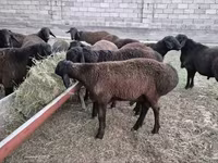 Beran, Hissar sheep — foto 4