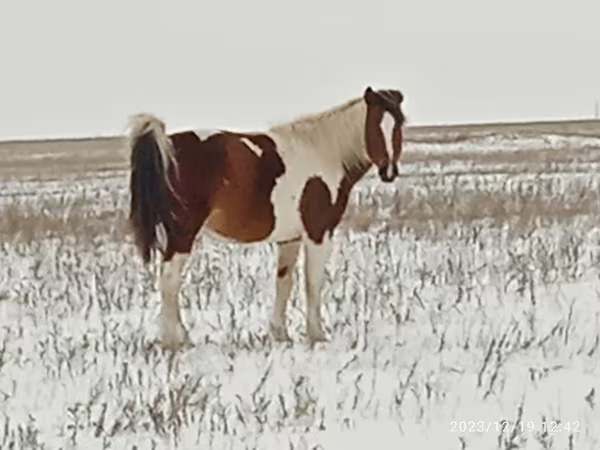 母马, Horses