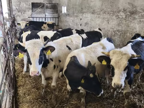 Bulle, Russian Black pied cattle