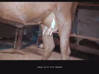 Cow, Cattle — photo 2