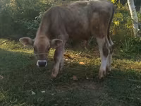 Toro, Swiss cattle — foto 3