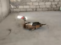 مسكوفي منزلي — الصورة 3