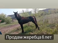 Caballo, Altai horse — foto 7