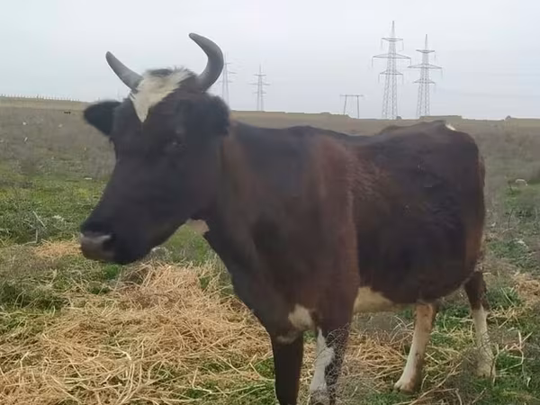 Vaca, Ganado vacuno — Azerbaiyán
