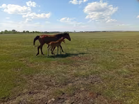 Yegua, Kinsky horse — foto 4