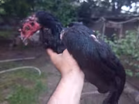 Chickens — photo 4