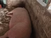 Säue, Schweine — Foto 2