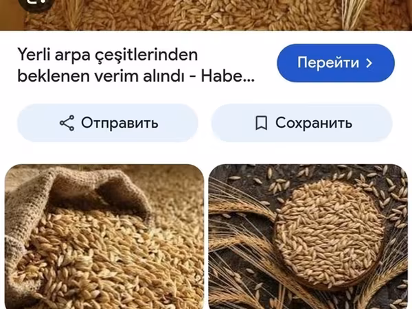 Salam 0.50 qepik İmişlidedi oz heyetminin arpasidi