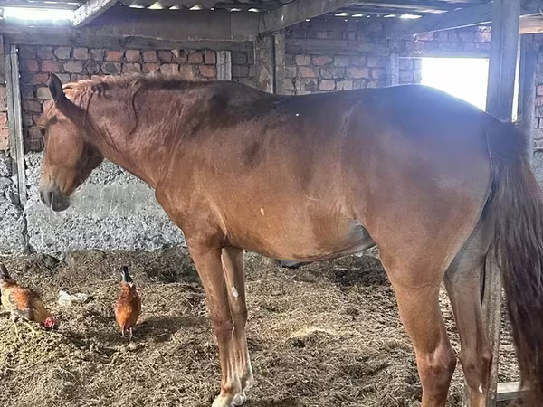 母马, Kazakh horse