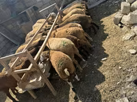 भेड़ें (लॉट, लिंग निर्दिष्ट नहीं), भेड़ — फ़ोटो 5