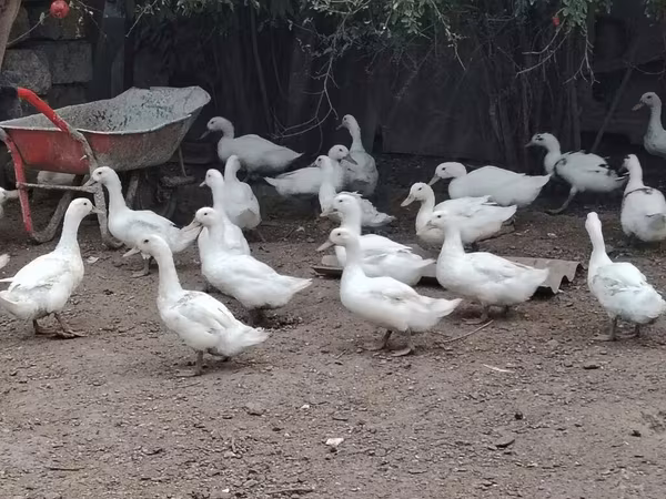 Ducks — Azerbaijan