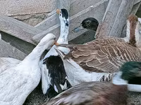 Ducks — photo 3