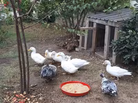 Ducks — الصورة 2