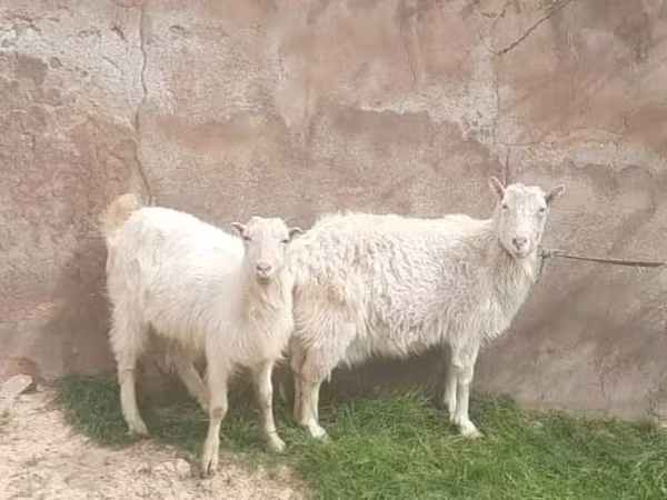 Коза, Russian White goat