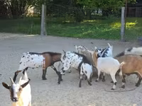 Коза, Nigerian dwarf goats — фото 7