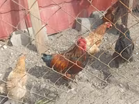 Chickens — zdjęcie 3