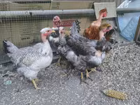 Chickens — Foto 1