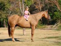 Cavalo, Quarter Horse — foto 2