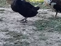 Avstraliya Ləkəli — foto 3