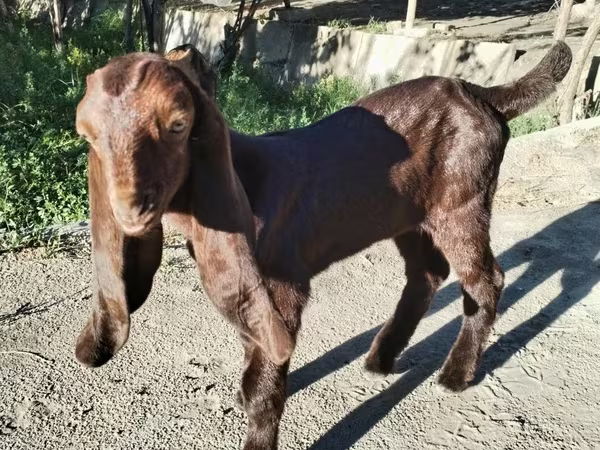 बकरी, Kamori goats