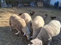 Baran, Merino sheep — zdjęcie 2