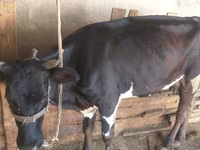 Krowa, Russian Black pied cattle — zdjęcie 1