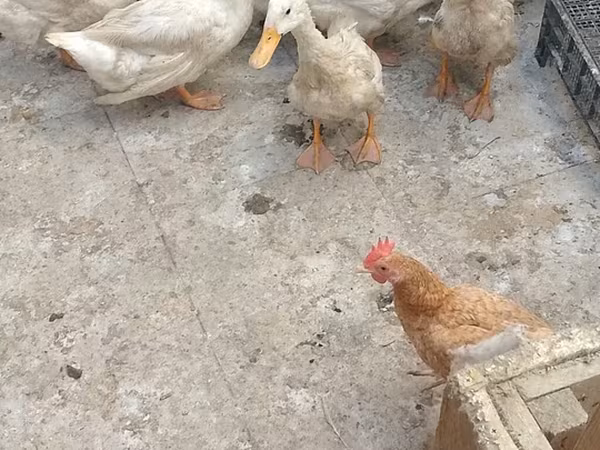 German Pekin — Azerbaijan