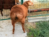 Oveja, Hissar sheep — foto 3