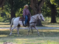 Hengst, Appaloosa — Foto 5
