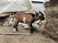 Taka, Alpine goat — 2-rasm