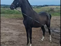 Hengst, Akhal-Teke — Foto 1