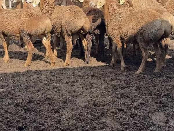 Qoç, Arashan sheep