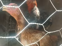 Chickens — फ़ोटो 7
