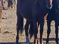 Cavalo, Cavalos — foto 2