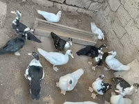 Ducks — الصورة 3