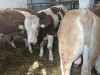 ثور, Simmental cattle — الصورة 5