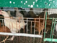 Chickens — Foto 4